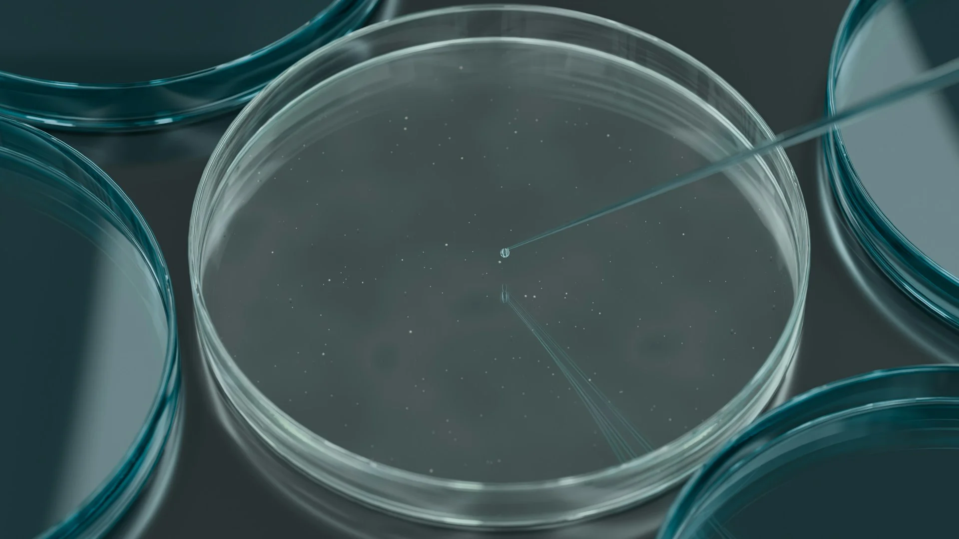 Petri Dish