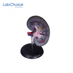 Kidney Anatomy Model LabChoice Australia