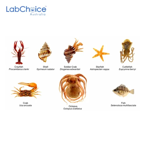 Marine Animal Specimens in Resin, Set of 8 Marine Animal Specimens in Resin, Set of 8 - Image 1